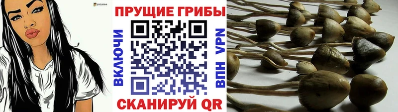 Псилоцибиновые грибы ЛСД  купить наркоту  Сураж 